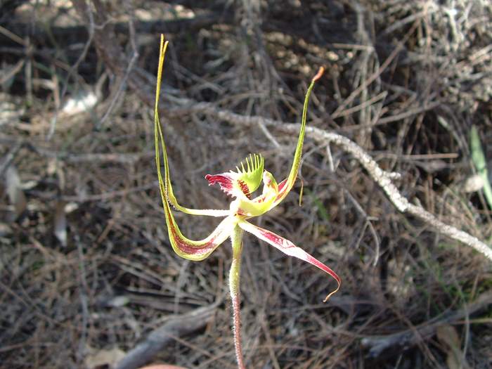 Caladenia - orchidaceae_spider5.jpg